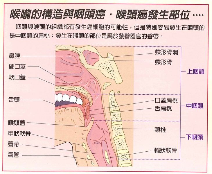167. 喉咙的构造与咽头癌,喉头癌发生部位